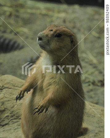 臉上有疤痕的貓鼬 臉上有疤痕的貓鼬 98892489