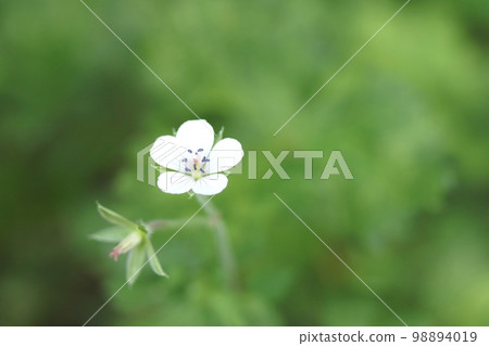 雄性階段的 Gennoshoko 有美麗的藍色雄蕊和花藥（現有證據） 98894019