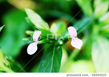 Haguro-sou（葉黑草）花瓣上有獨特的斑點圖案 98894020