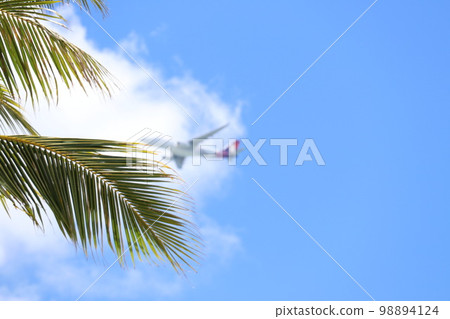 Airplane reflected in palm trees 98894124