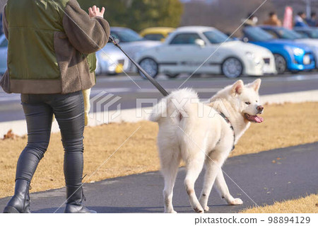 散步的純白色秋田犬 98894129
