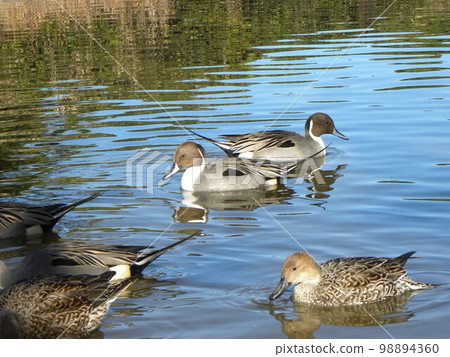Northern Pintail Migratory Birds in Inage Seaside Park Beach Pond in Winter Northern Pintail Migratory Birds in Inage Seaside Park Beach Pond in Winter 98894360