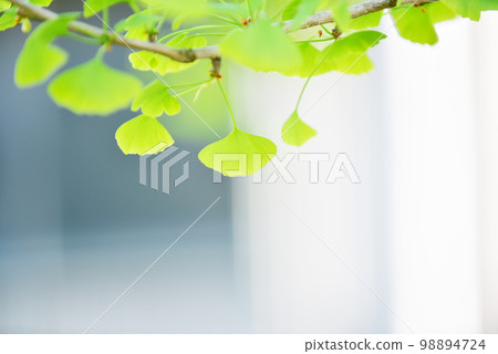 Blue ginkgo leaf Old lens Blue ginkgo leaf Old lens 98894724