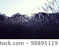 Miscanthus 98895119