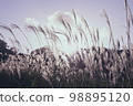 Miscanthus 98895120