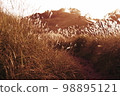 Miscanthus 98895121