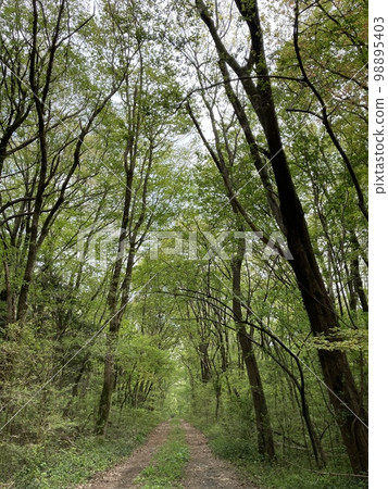 Fresh green tunnel, unpaved forest road 98895403