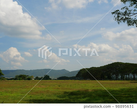 Meadow with brown branch and green bush of Mimosa or Persian Silk or Monkey Pod or Saman tree with blue sky in background, Large trees stand in row, Thailand 98895631