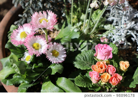 Daisy, primula julian flower group planting 98896178