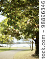 公園裡的樹堅果 98896346