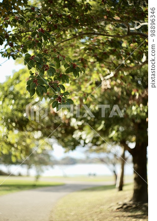 公園裡的樹堅果 公園裡的樹堅果 98896346