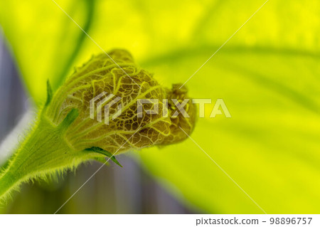 Withered Evening Flower ~Noon Face~ Withered Evening Flower ~Noon Face~ 98896757