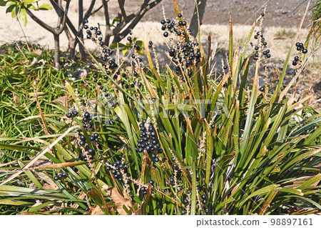 The fruit of Yaburan (Yabran) The fruit of Yaburan (Yabran) 98897161