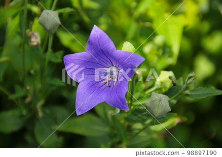 Bellflowers at Koshoji Temple in Morimachi Bellflowers at Koshoji Temple in Morimachi 98897190