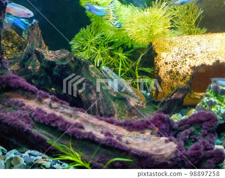 彩虹蝦虎魚 彩虹蝦虎魚 98897258