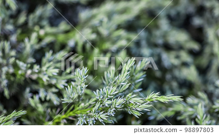 Background of blue evergreen conifer branches of Juniperus squamata Blue Carpet in the garden 98897803