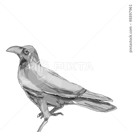 Crow  98897961
