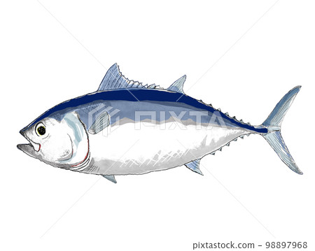 Tuna - Stock Illustration [98897968] - PIXTA