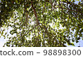 Looking at the sun through a green tree in forest. Sun shines through leaves. 98898300