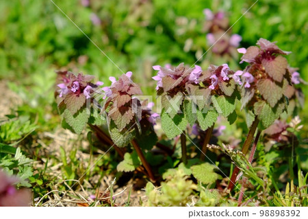 Himeodoricosoum 98898392