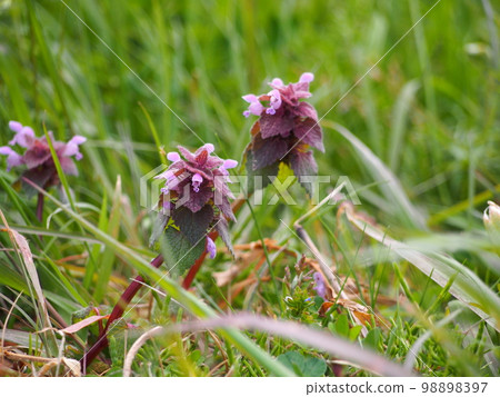 Himeodoricosoum 98898397