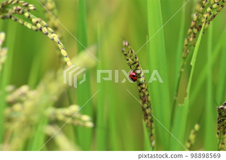 A single seven-spot ladybug perched on a black ear of ancient rice growing in the rice terraces of Yuzu no Sato Moroyama Town. A single seven-spot ladybug perched on a black ear of ancient rice growing in the rice terraces of Yuzu no Sato Moroyama Town. 98898569