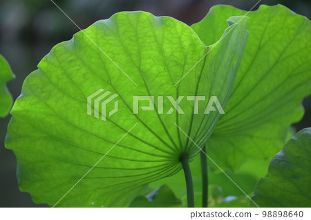 the big lotus leaf plant in the lake the big lotus leaf plant in the lake 98898640