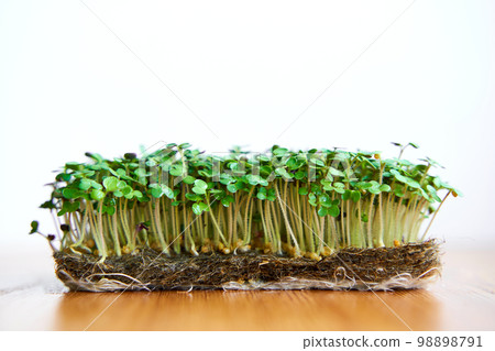 Microgreen mustard seeds grow on fabric, dense lawn on wooden background 98898791