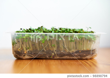Microgreen mustard seeds grow on fabric, dense lawn on wooden background Microgreen mustard seeds grow on fabric, dense lawn on wooden background 98898794