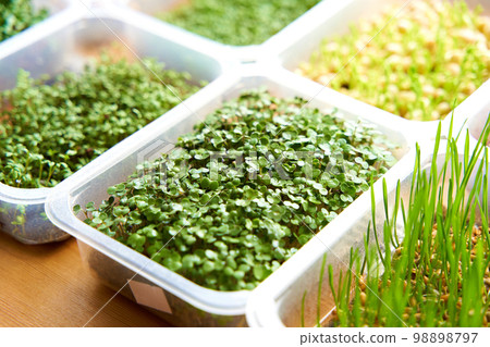 Growing mix microgreen seeds in plastic box. Windowsill agrary on wooden background 98898797