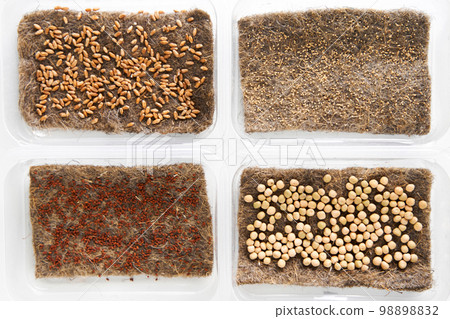 Microgreen seeds sorted in plastic boxes. Home eco greenery 98898832