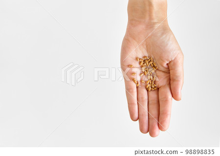 Person hold microgreen seeds wheat in palms against white background 98898835