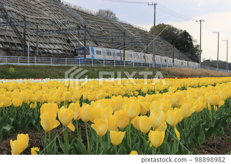 鬱金香與電車【千葉縣佐倉市佐倉故鄉廣場】 98898982
