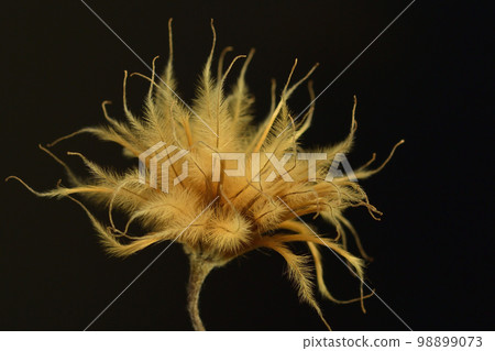 clematis seed clematis seed 98899073