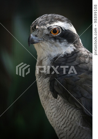 Goshawk portrait in under background Goshawk portrait in under background 98899108