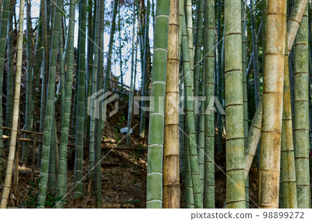 竹林 竹林 98899272