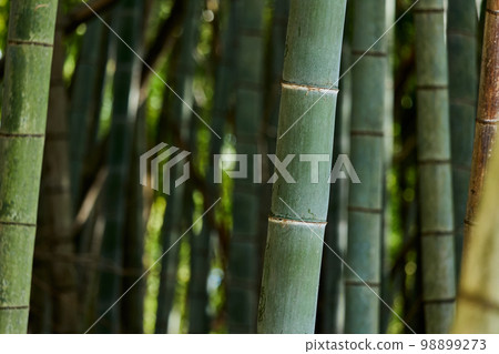  Bamboo grove 98899273