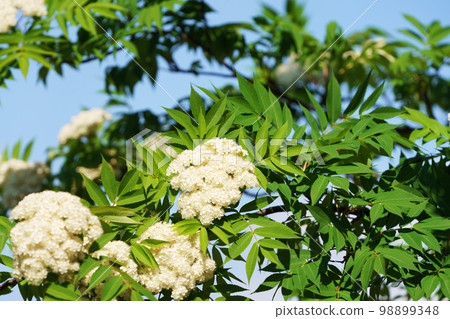 Nanakamado flower Nanakamado flower 98899348