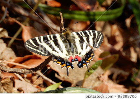 Gifu butterfly in Kunigamiyama, Tsubame City, Niigata Prefecture Gifu butterfly in Kunigamiyama, Tsubame City, Niigata Prefecture 98899706
