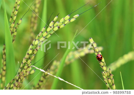 Yuzu-no-Sato 一隻七斑瓢蟲棲息在Moroyama-cho 里山的一棵古老的水稻植物上。 Yuzu-no-Sato 一隻七斑瓢蟲棲息在Moroyama-cho 里山的一棵古老的水稻植物上。 98899788