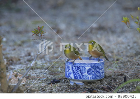 White-eye that flew into the garden, 98900423