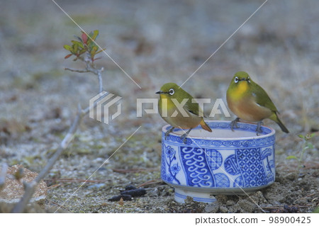 飛進花園的白眼鳥, 飛進花園的白眼鳥, 98900425