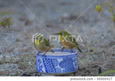 飛進花園的白眼鳥, 飛進花園的白眼鳥, 98900427