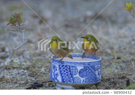 White-eye that flew into the garden, 98900432