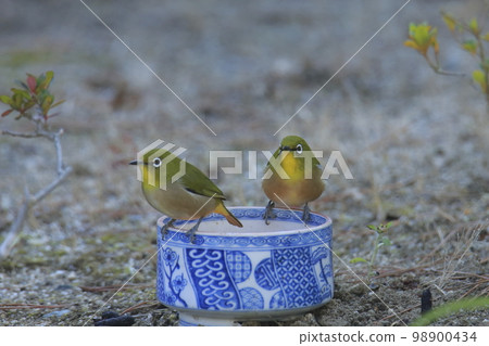 White-eye that flew into the garden, 98900434