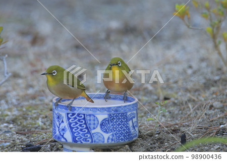 White-eye that flew into the garden, 98900436