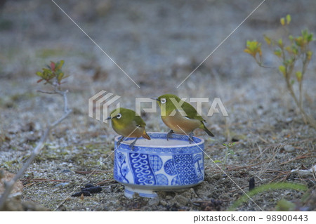 White-eye that flew into the garden, 98900443