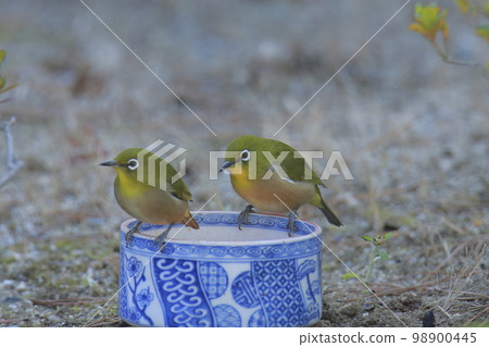 飛進花園的白眼鳥， 98900445