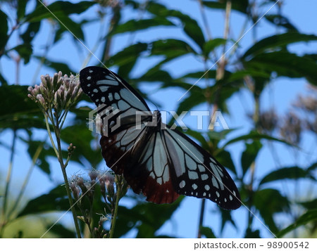 板栗虎蝴蝶蝴蝶 98900542