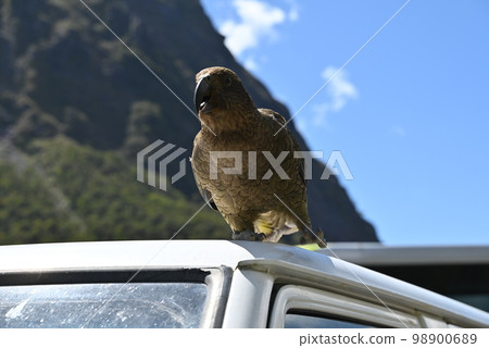 新西蘭特有的鳥類 kea 新西蘭特有的鳥類 kea 98900689